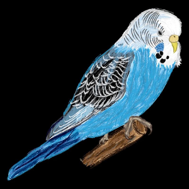 Perruche bleue / Blue Budgie I