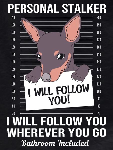 Miniature Pinscher