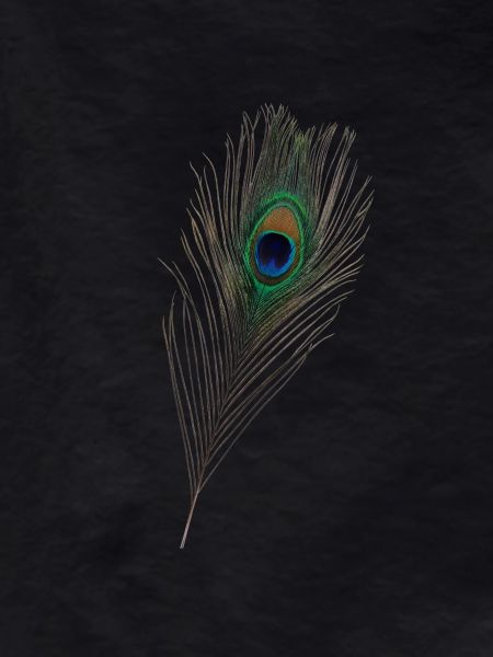 Peacock feather, peacock,bird