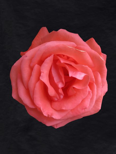 Soul Rose