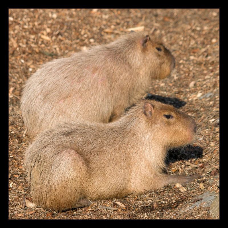Capybara capybara (Hydrochoerus hydrochaeris)