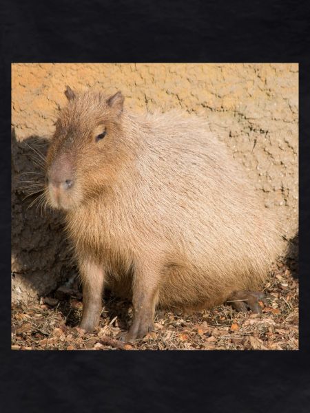 Capybara capybara (Hydrochoerus hydrochaeris)