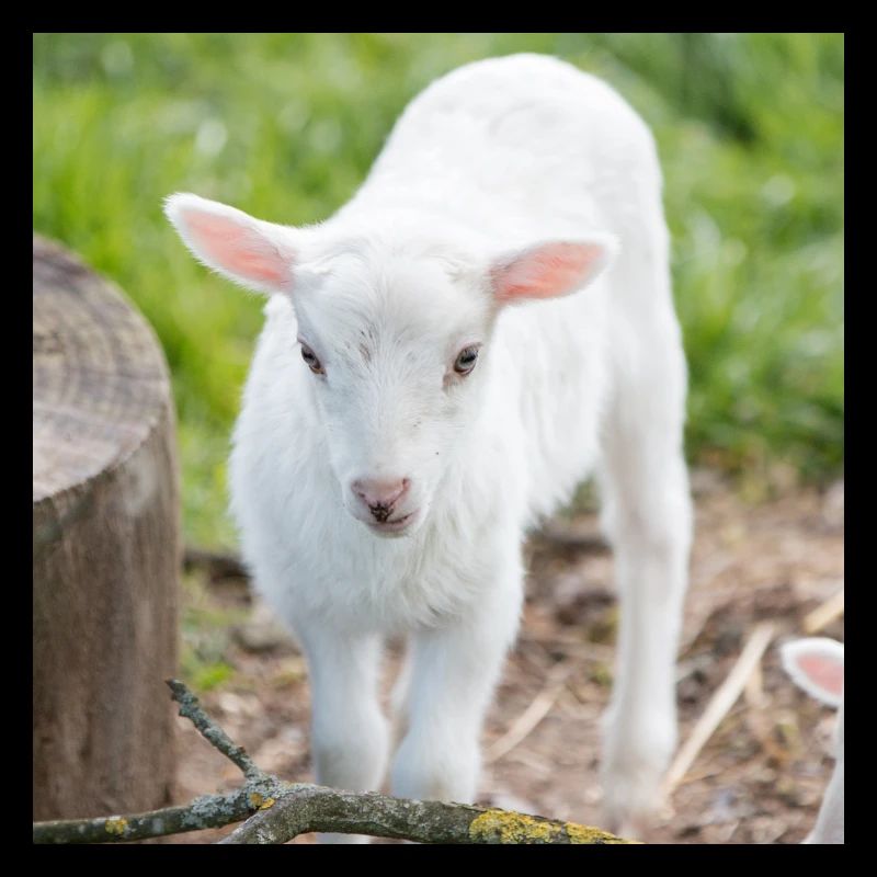 Lämmchen (Ovis) Lamm