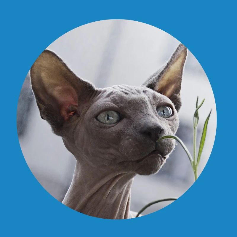 Chat nu chat sphynx