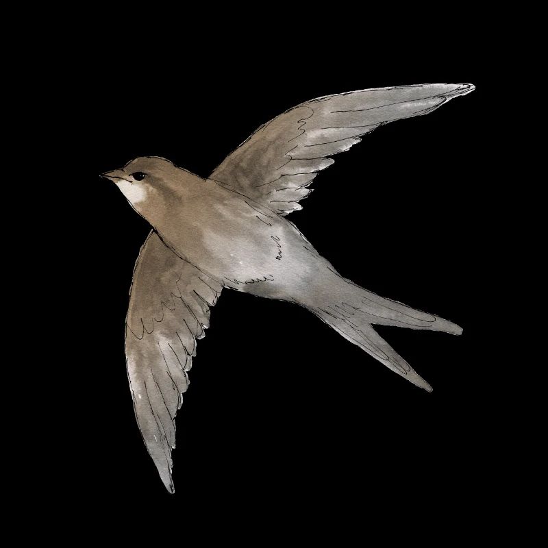 Martinet noir dans le ciel