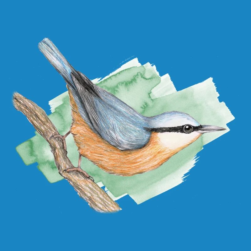 Nuthatch