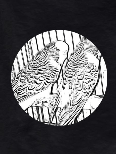 budgies