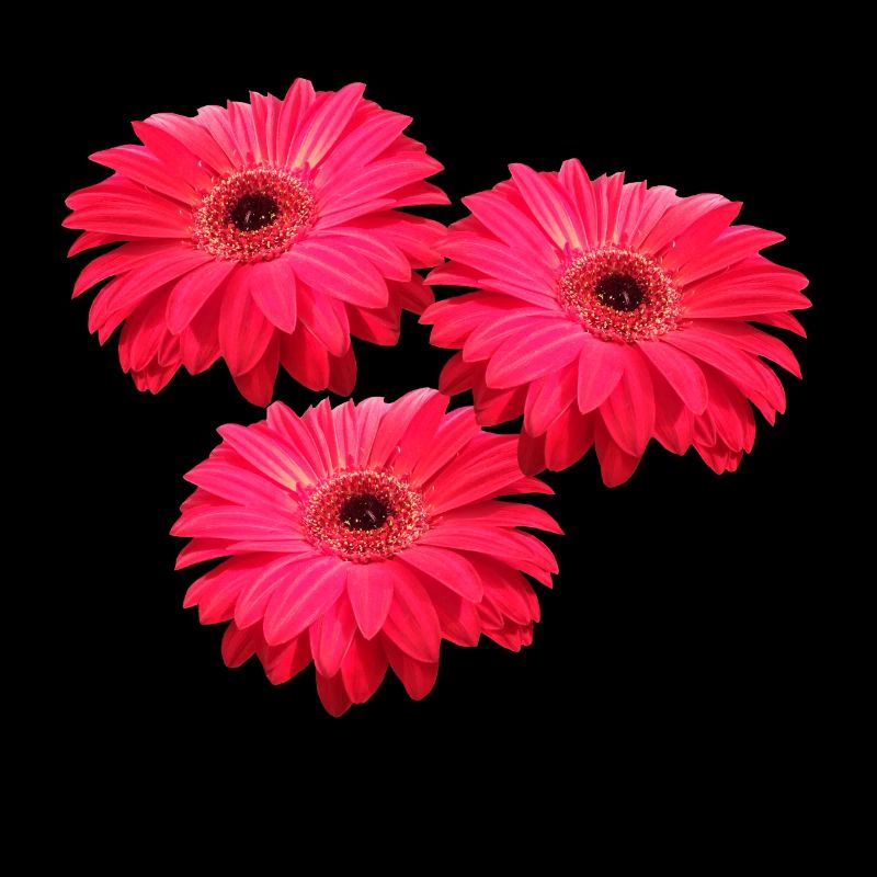 fleur Gerbera fleur Gerbera fleurs florales