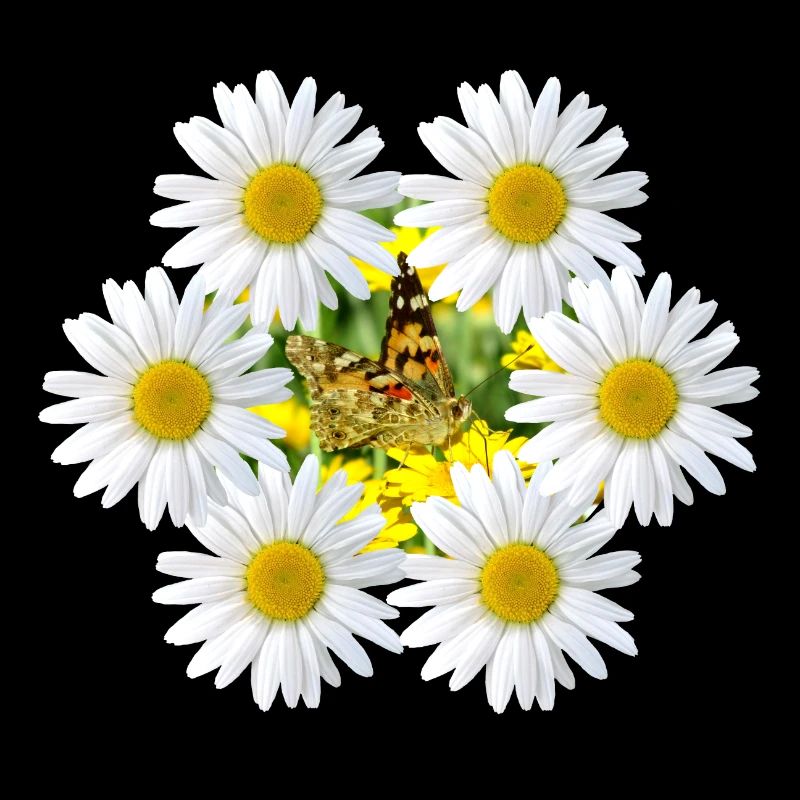 Vigne fleurie avec papillon, fleur de marguerite