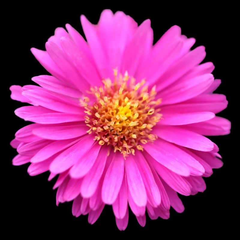 rosa Blume rosa Blüte Sommeraster
