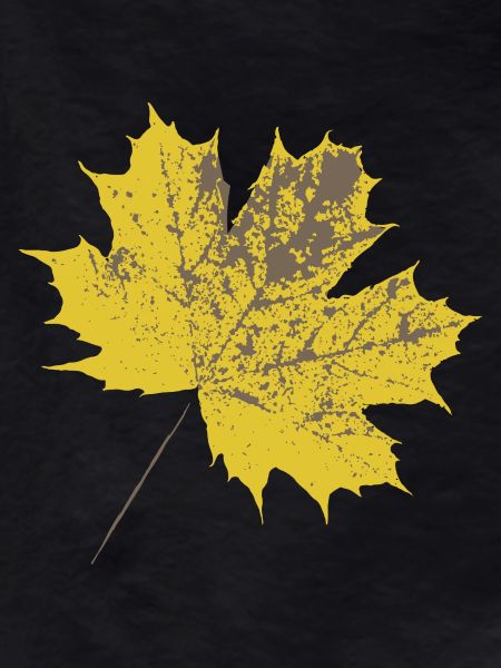Yellow maple leaf