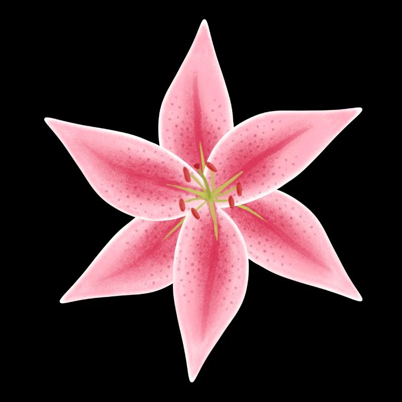pink and white lily flower