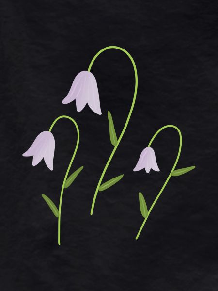 bellflowers
