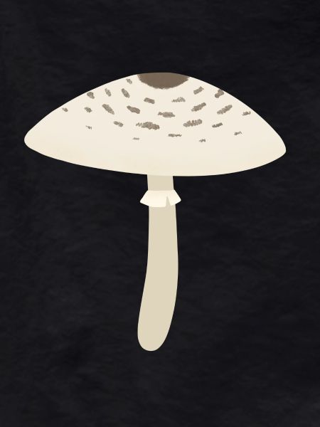 Parasol Mushroom