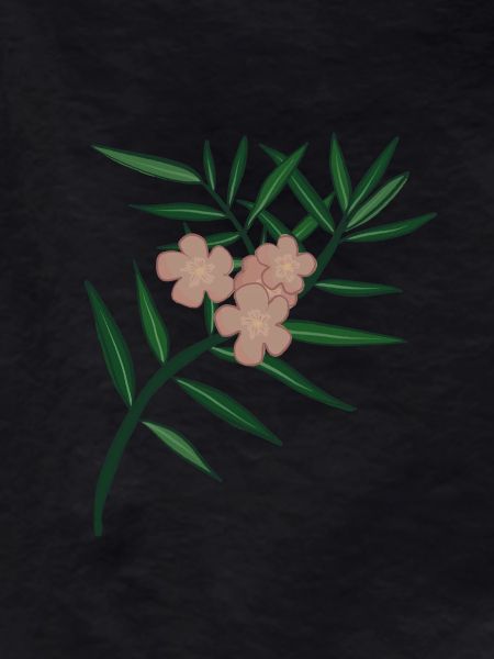 Oleander Flower Branch