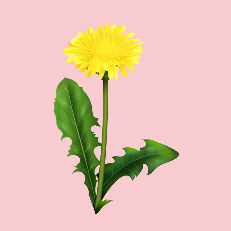 Dandelion | dandelion