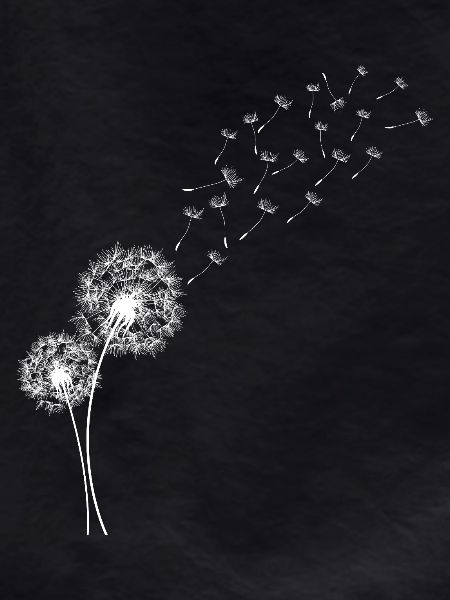 Dandelion Dandelion Flowers in Flight
