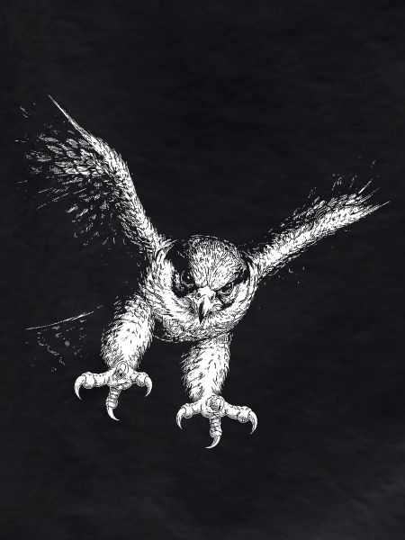 peregrine falcon