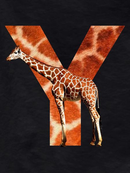 giraffe y