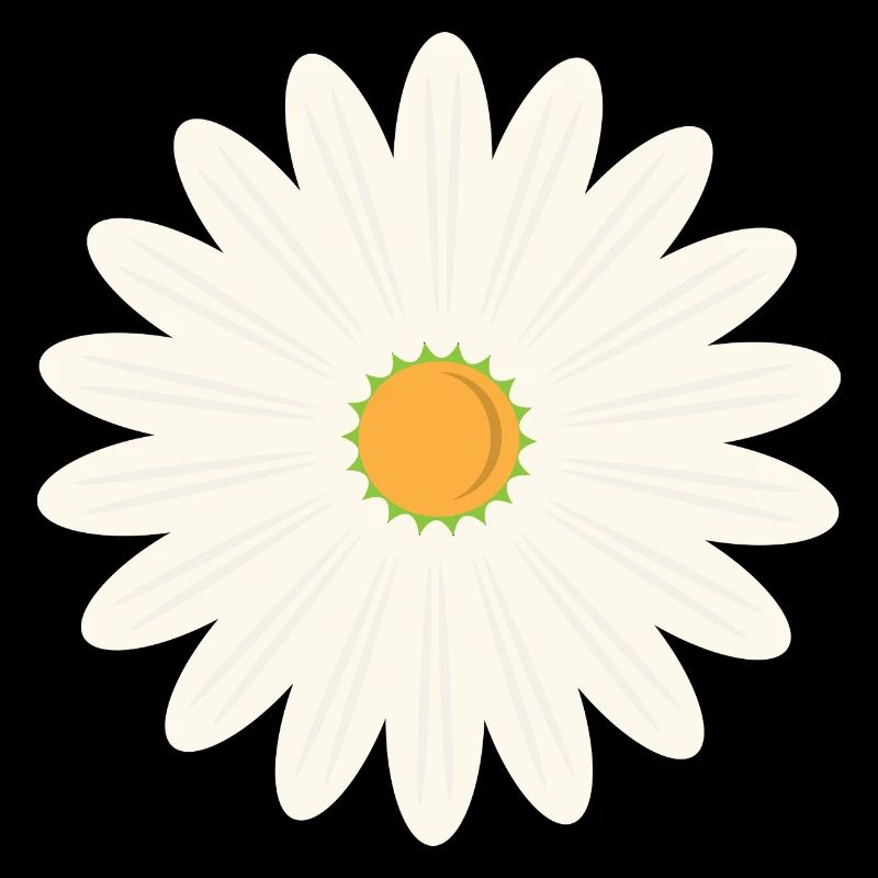 Floraison des marguerites