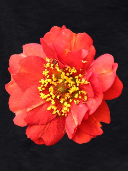 red flower rose