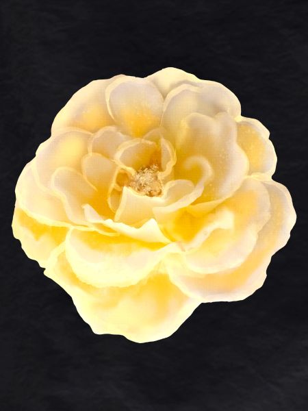 Rose Flower