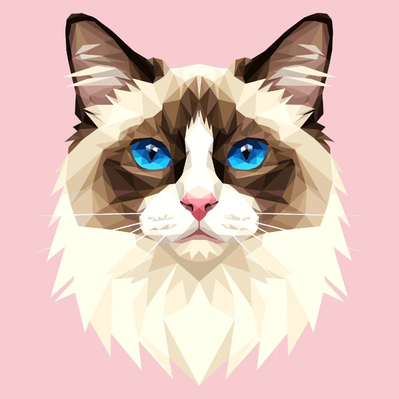 Ragdoll Chat Ragdoll Chat Mignons Chats Ragdoll