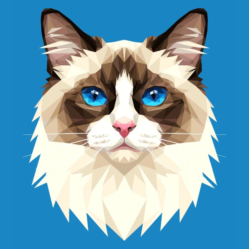 Ragdoll Chat Ragdoll Chat Mignons Chats Ragdoll