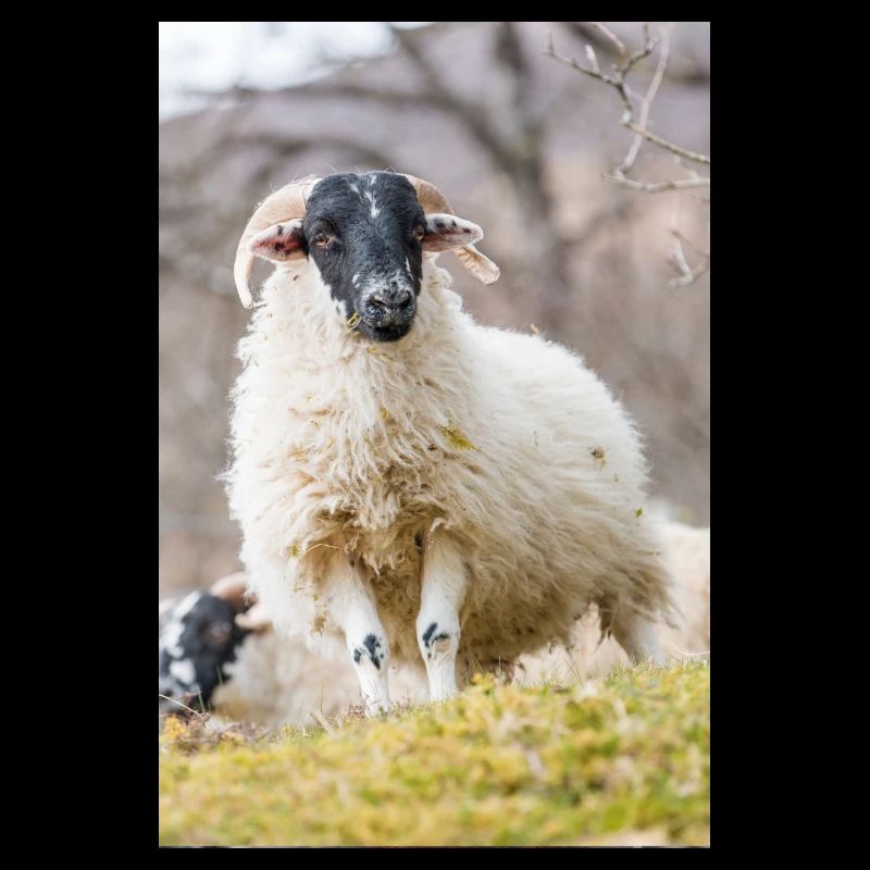 A Highland sheep with a black head in the Scottish