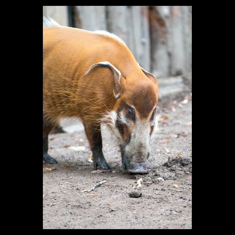 bush pig or red river hog