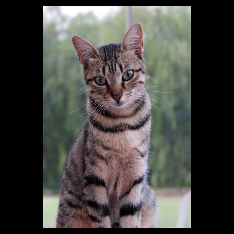 Chat chat chaton doux