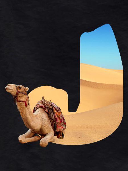 desert with camel j