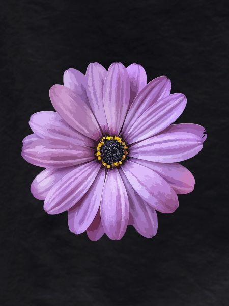 Blume