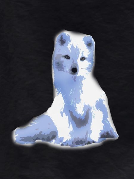 arctic foxy / arctic fox