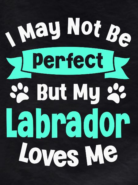 Dog Labrador Retriever