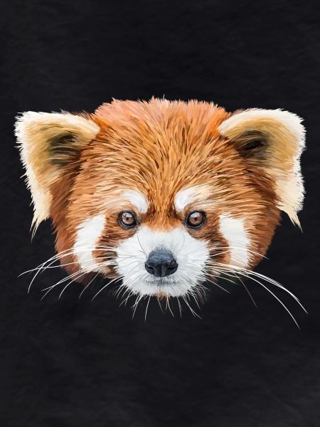 Petit panda