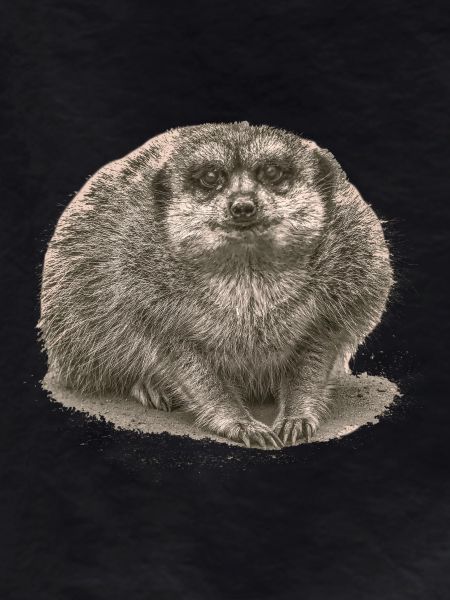 Erdmännchen sitzt im Sand