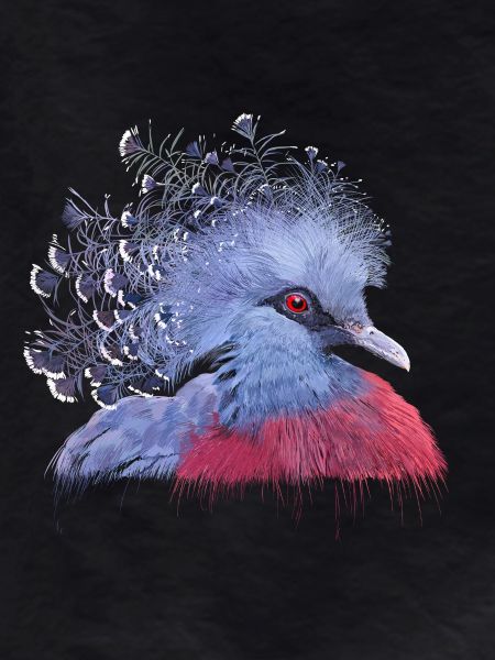 Pigeon couronné