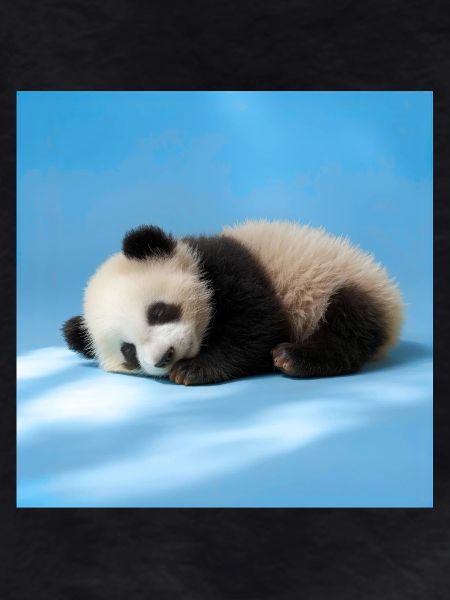 Blauer schlafender Panda