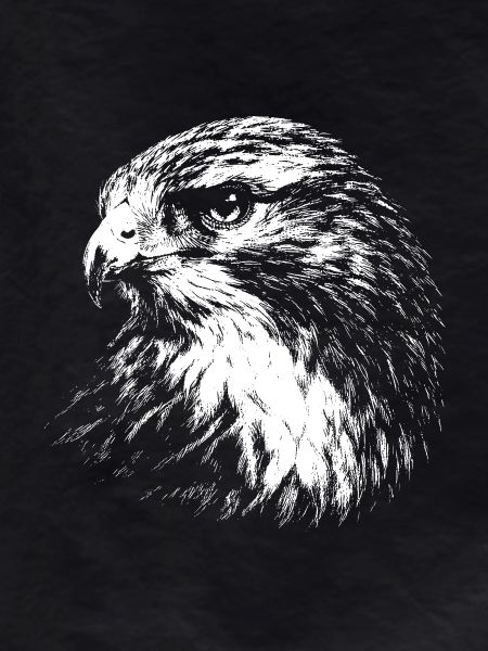 Falcon – graphics in white pencil