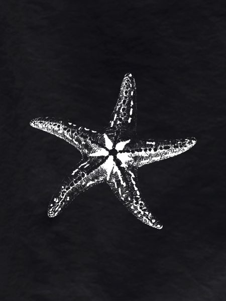 Starfish Sketch Silhouette