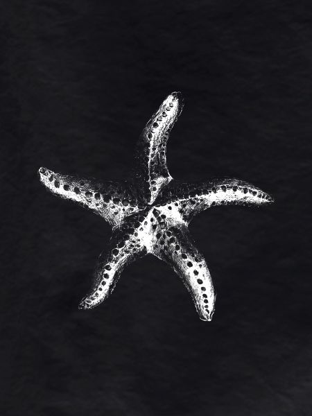 Minimal Starfish Silhouette