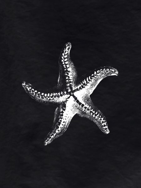 White Starfish Silhouette