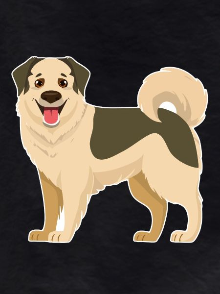  Anatolischer Hütehund