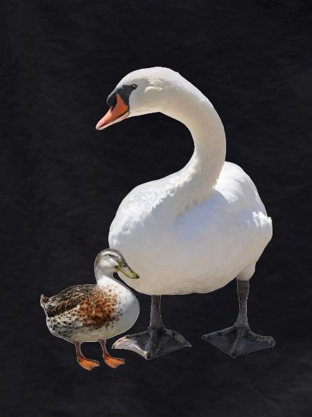 Swan
