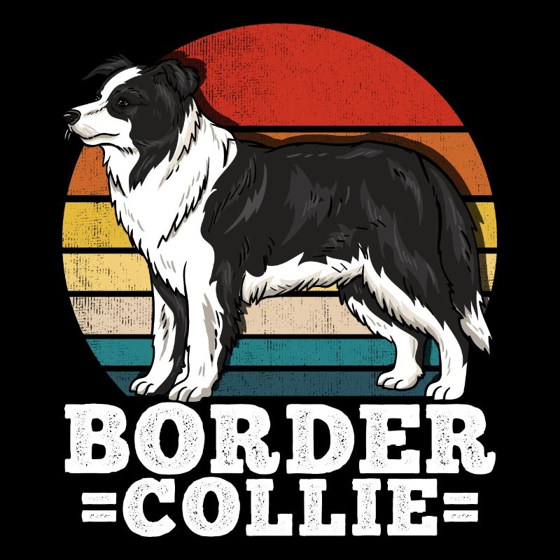 Border Collie Rétro