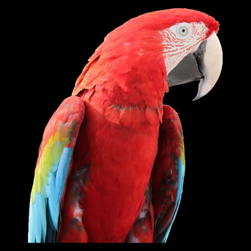 Parrots Bird T-shirt Gift
