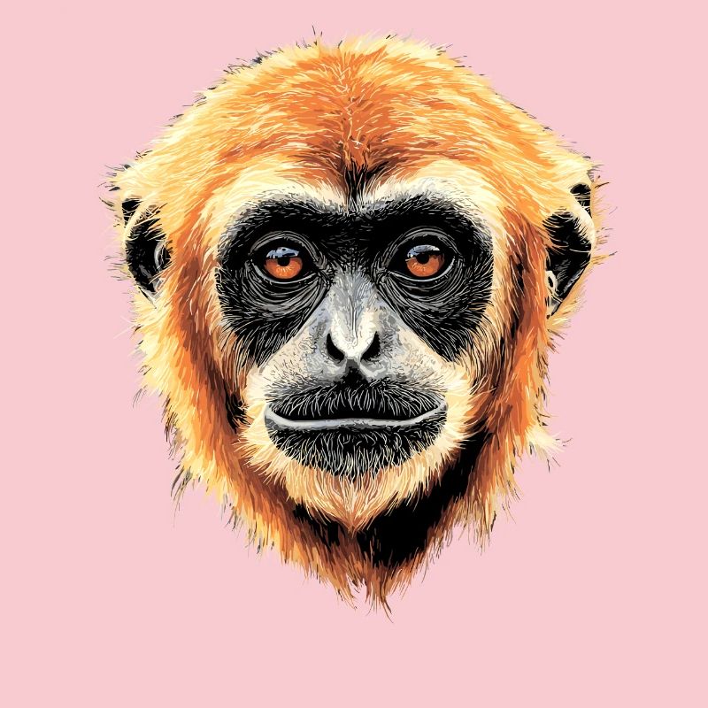 Gibbon Monkey Whitehand Gibbon Monkey Cute Lar Gibbons