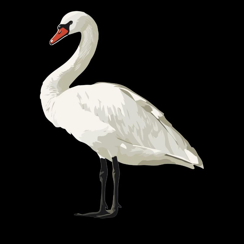 Swans Swan