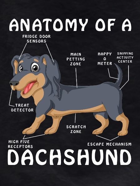 Dachshund Anatomy Dog Tee